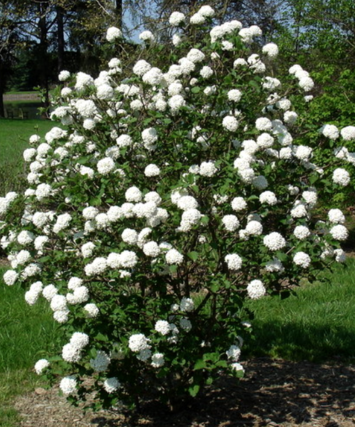 Viburnum Carlcephalum - View 9 from www redcrocus com