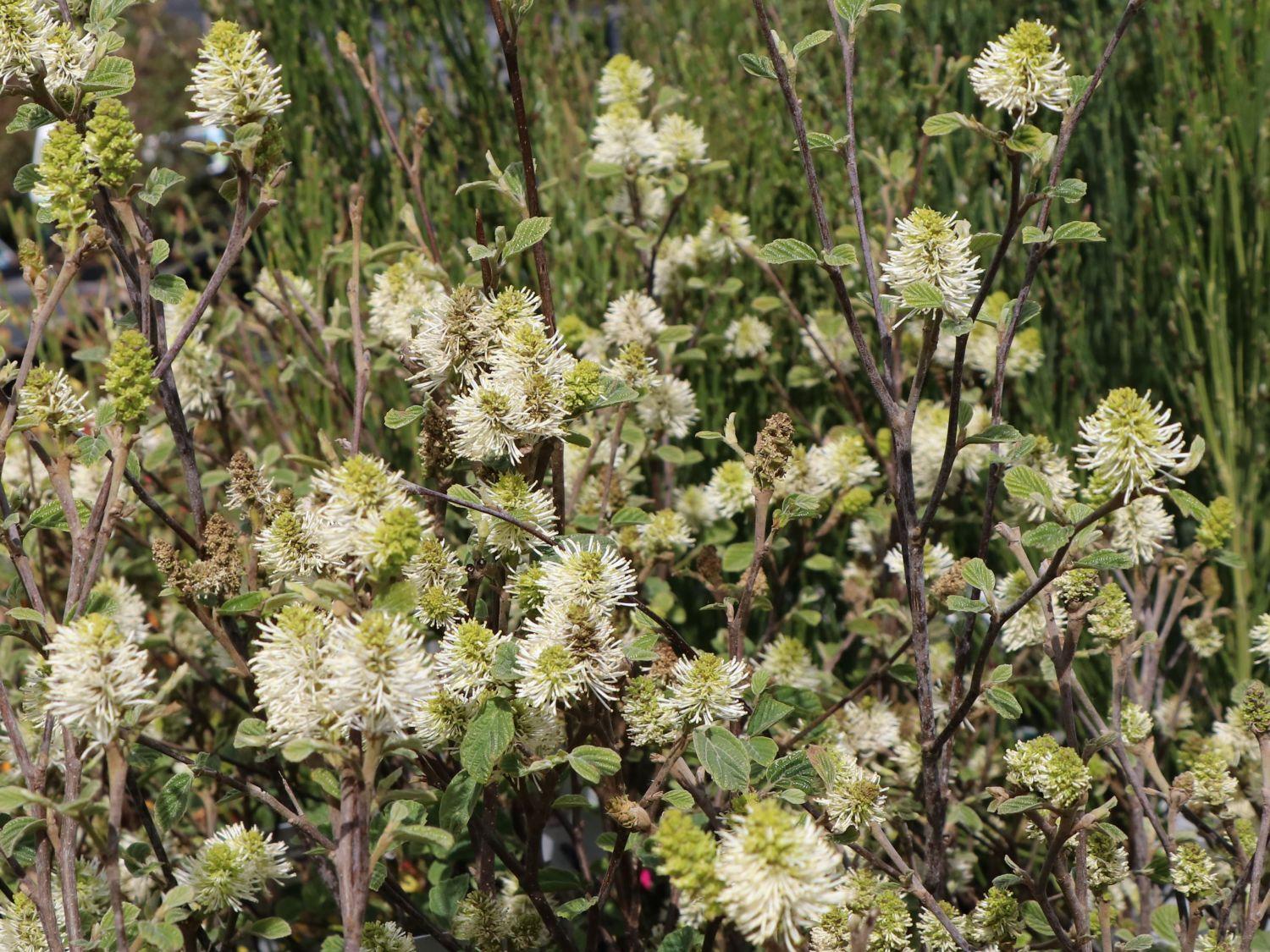 Fothergilla Gardenii Blue Shadow - View 15 from www redcrocus com