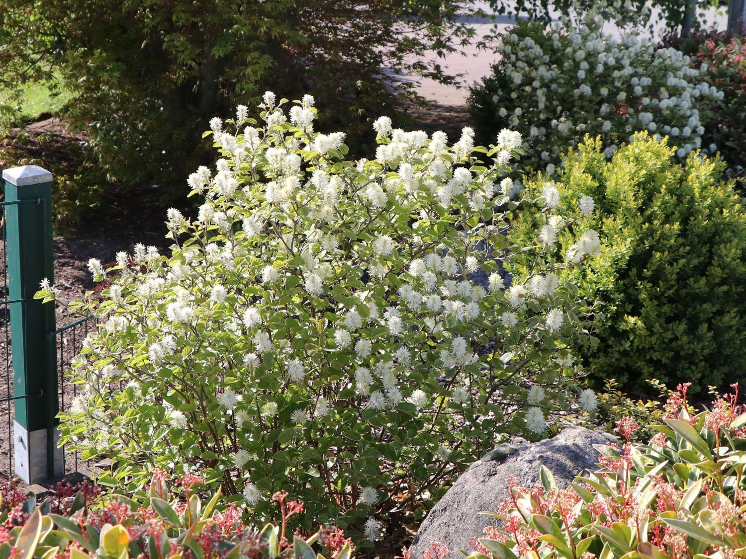 Fothergilla Gardenii Blue Shadow - View 1 from www redcrocus com