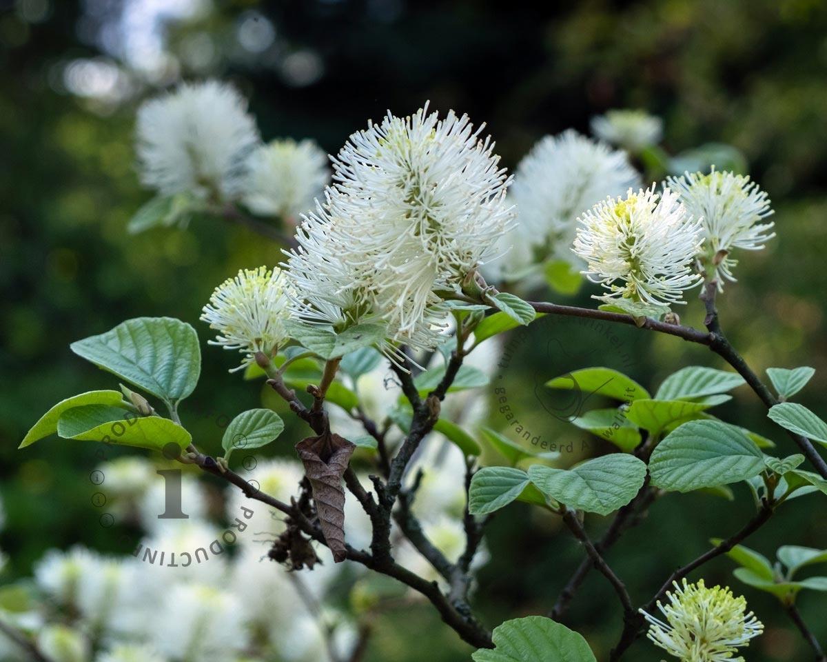 Fothergilla Gardenii Blue Shadow - View 3 from www redcrocus com