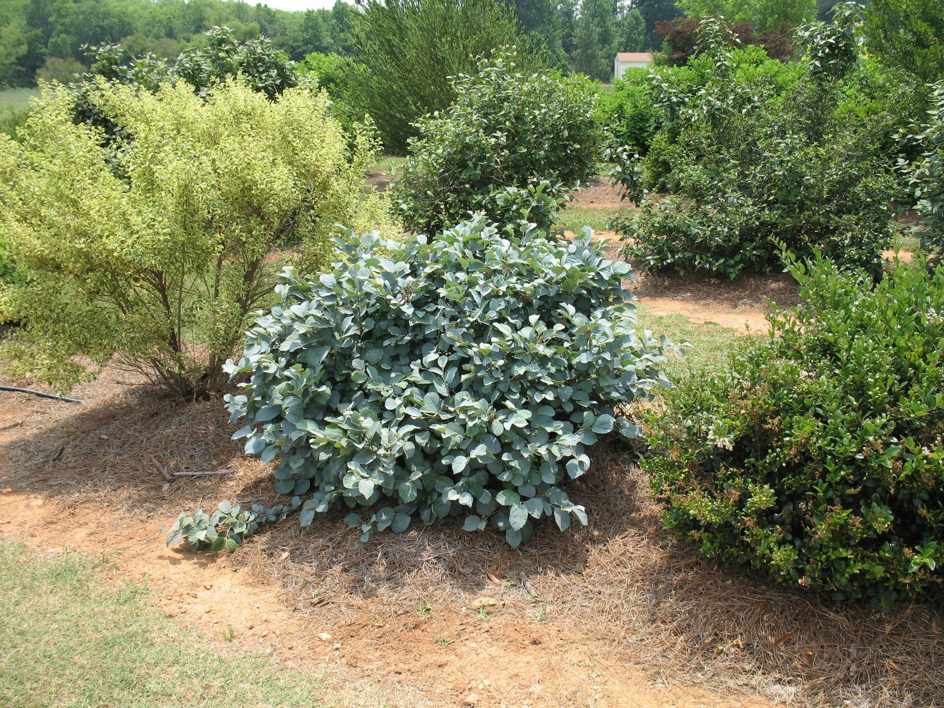 Fothergilla Gardenii Blue Shadow - View 6 from www redcrocus com