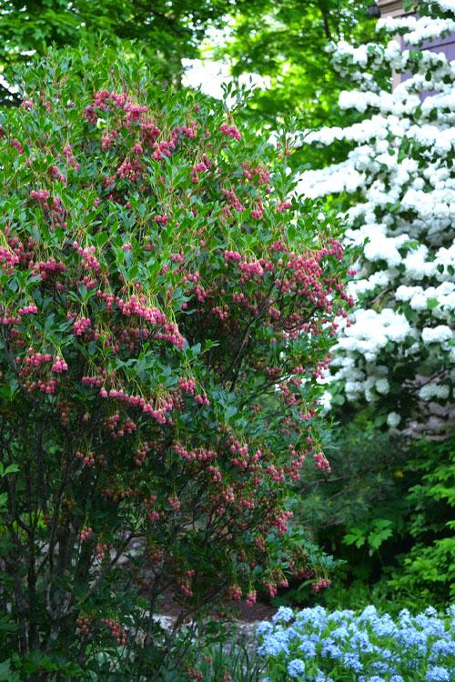 Enkianthus Campanulatus 'showy Lantern' - View 10 from www redcrocus com