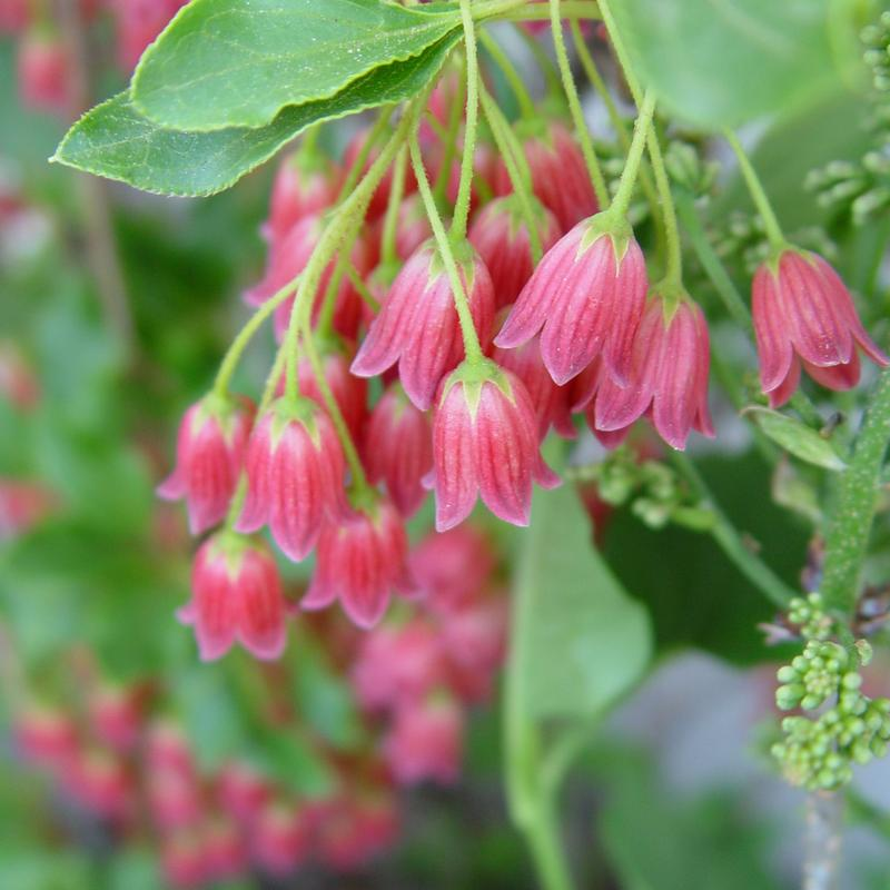 Enkianthus Campanulatus 'showy Lantern' - View 15 from www redcrocus com
