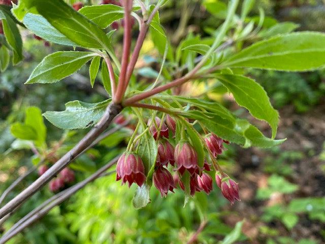 Enkianthus Campanulatus 'showy Lantern' - View 18 from www redcrocus com