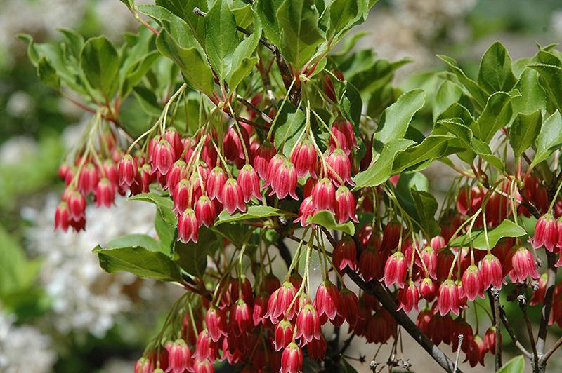 Enkianthus Campanulatus 'showy Lantern' - View 1 from www redcrocus com