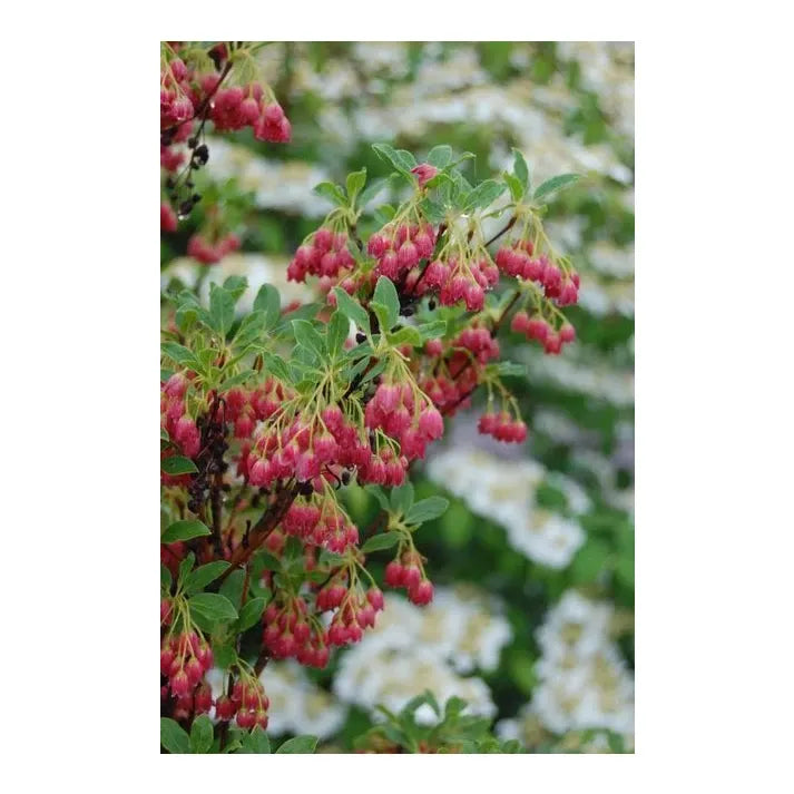 Enkianthus Campanulatus 'showy Lantern' - View 22 from www redcrocus com
