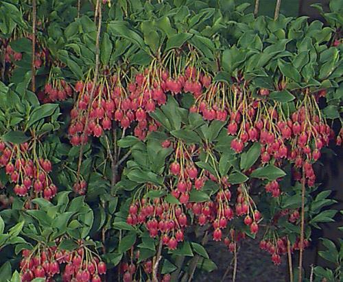 Enkianthus Campanulatus 'showy Lantern' - View 24 from www redcrocus com
