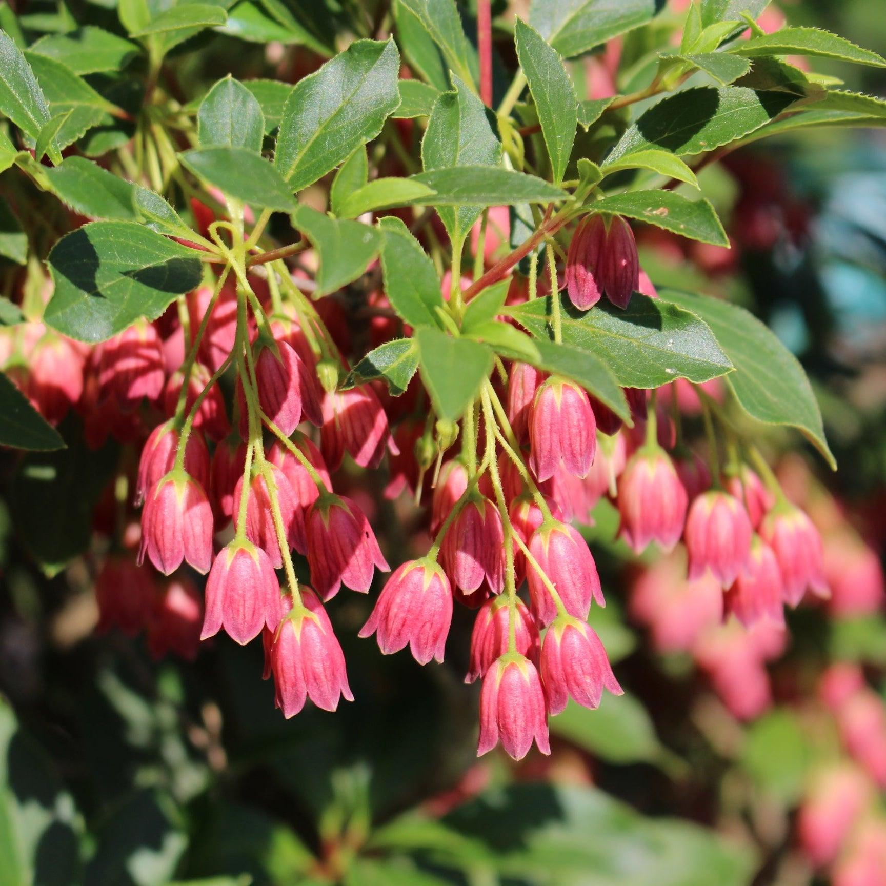 Enkianthus Campanulatus 'showy Lantern' - View 28 from www redcrocus com