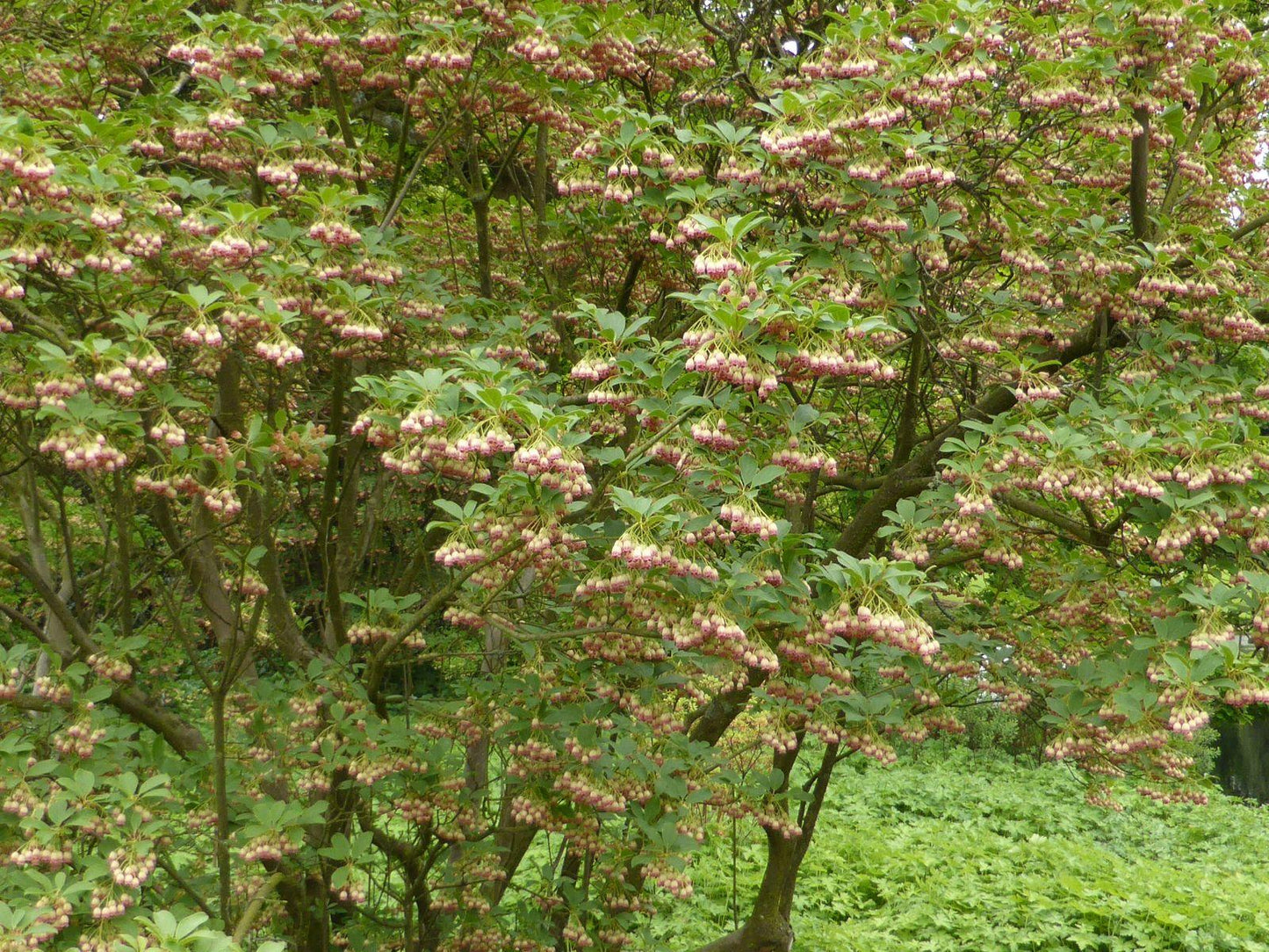 Enkianthus Campanulatus 'showy Lantern' - View 31 from www redcrocus com