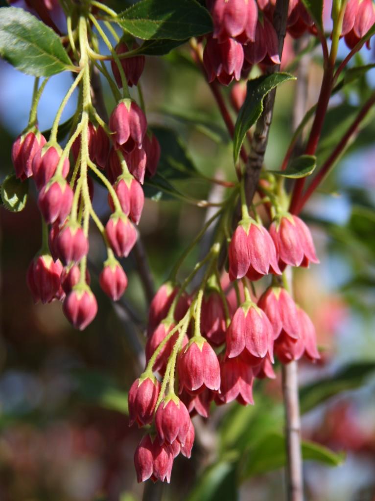 Enkianthus Campanulatus 'showy Lantern' - View 33 from www redcrocus com