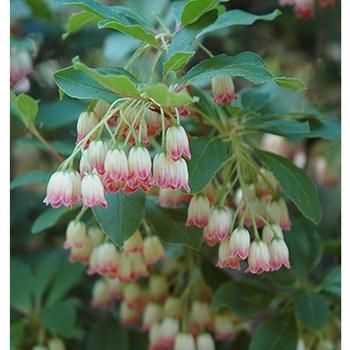 Enkianthus Campanulatus 'showy Lantern' - View 35 from www redcrocus com
