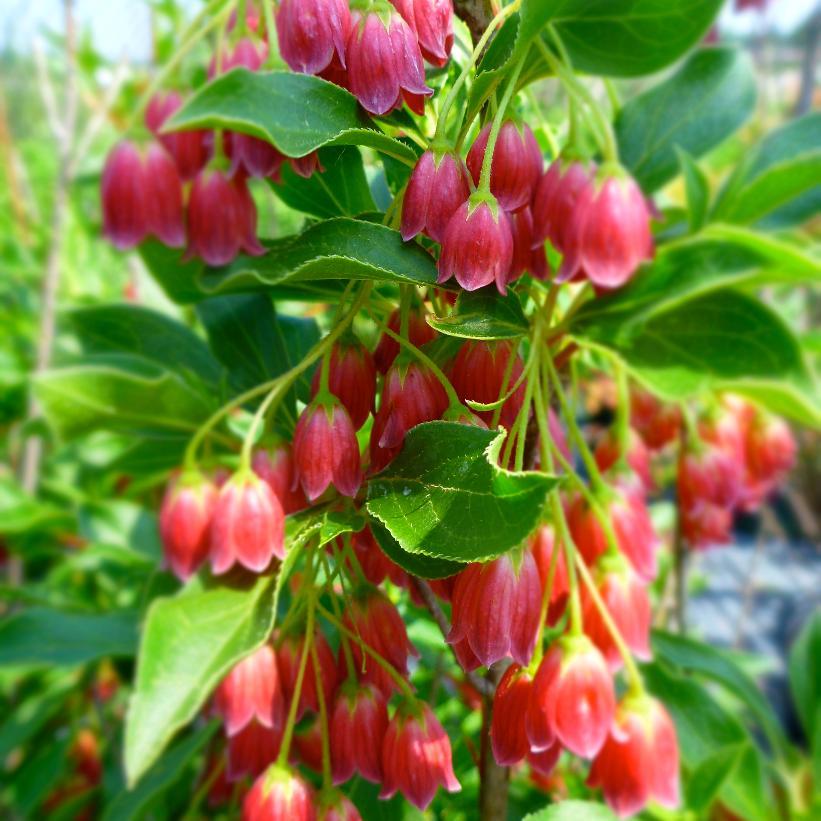 Enkianthus Campanulatus 'showy Lantern' - View 3 from www redcrocus com