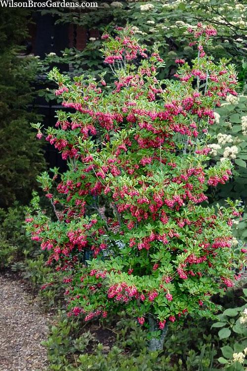 Enkianthus Campanulatus 'showy Lantern' - View 5 from www redcrocus com