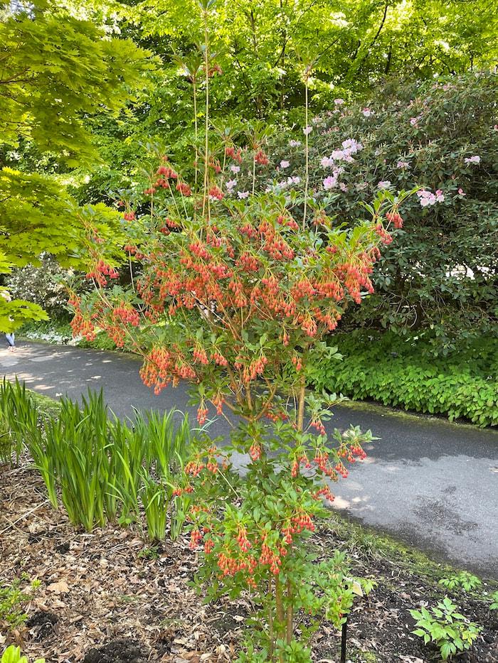 Enkianthus Campanulatus 'showy Lantern' - View 6 from www redcrocus com