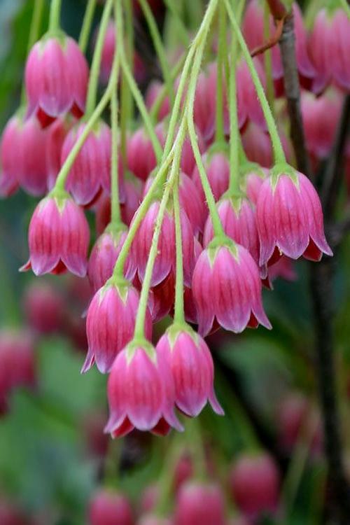 Enkianthus Campanulatus 'showy Lantern' - View 7 from www redcrocus com