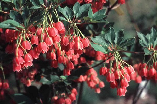 Enkianthus Campanulatus 'showy Lantern' - View 8 from www redcrocus com