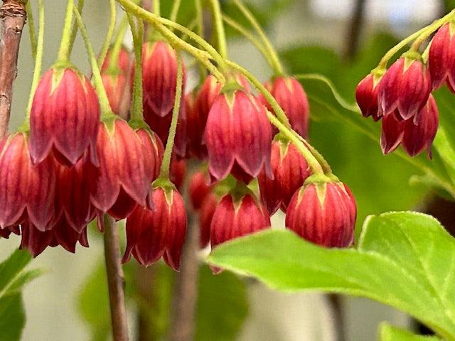 Enkianthus Campanulatus 'showy Lantern' - View 9 from www redcrocus com