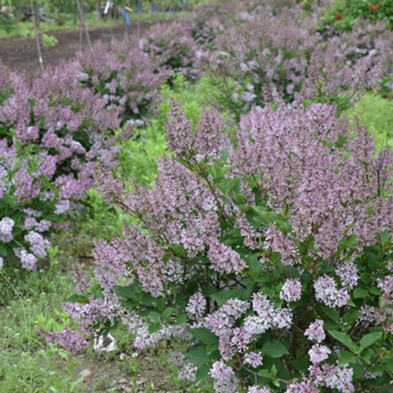 Syringa Patula Miss Kim - View 13 from www redcrocus com