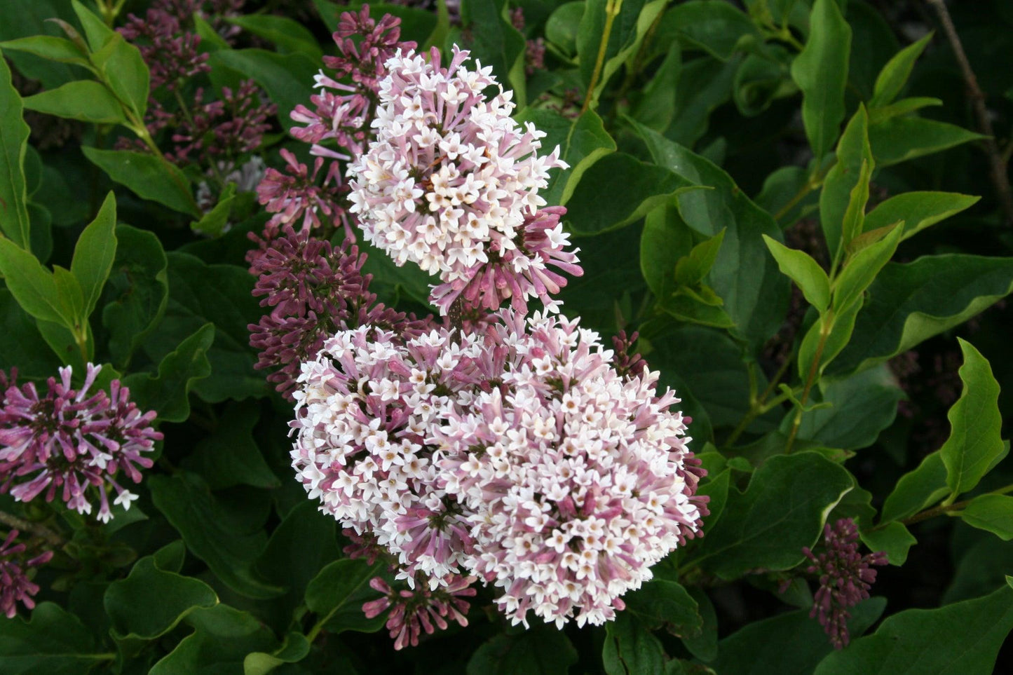 Syringa Patula Miss Kim - View 15 from www redcrocus com
