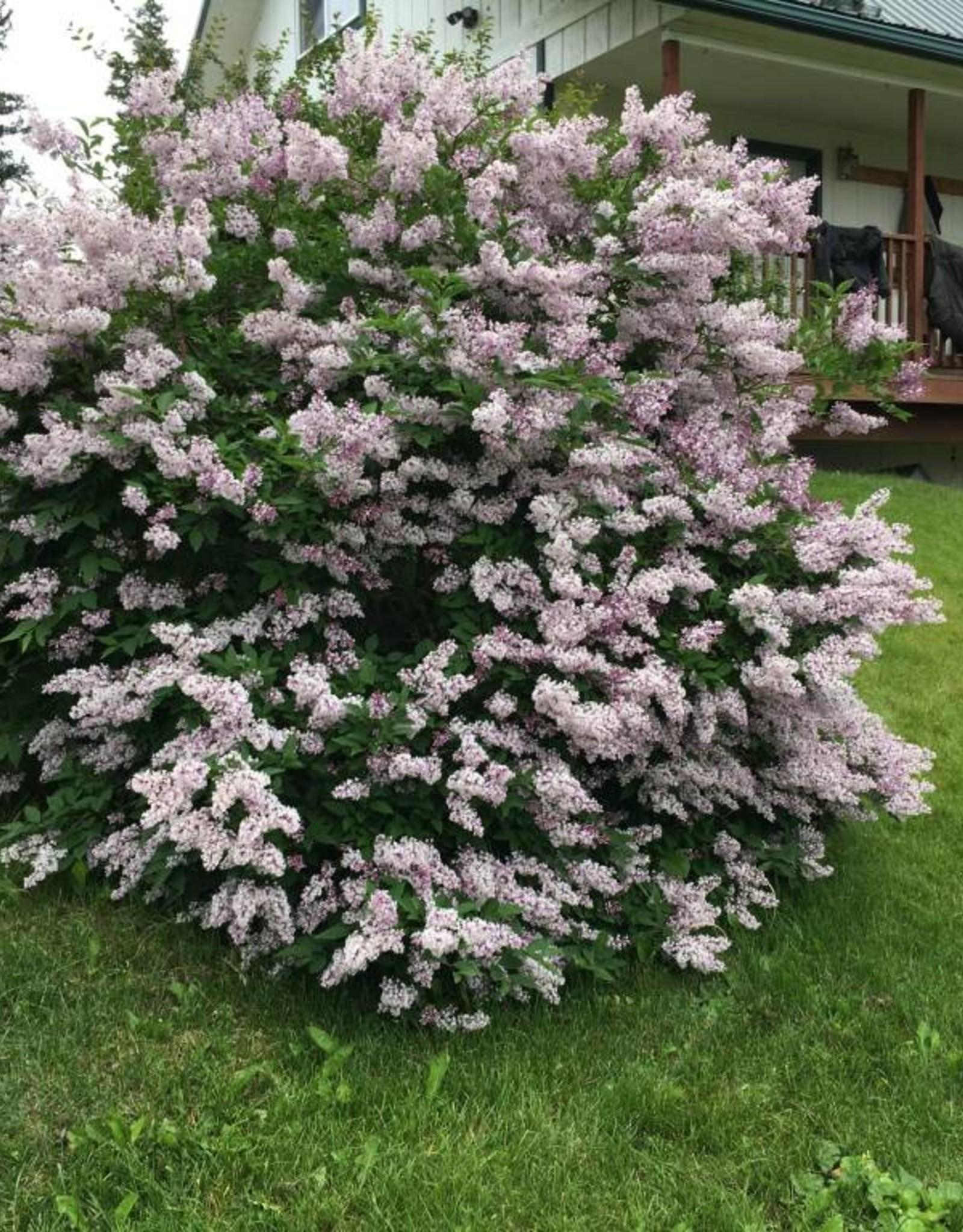 Syringa Patula Miss Kim - View 1 from www redcrocus com