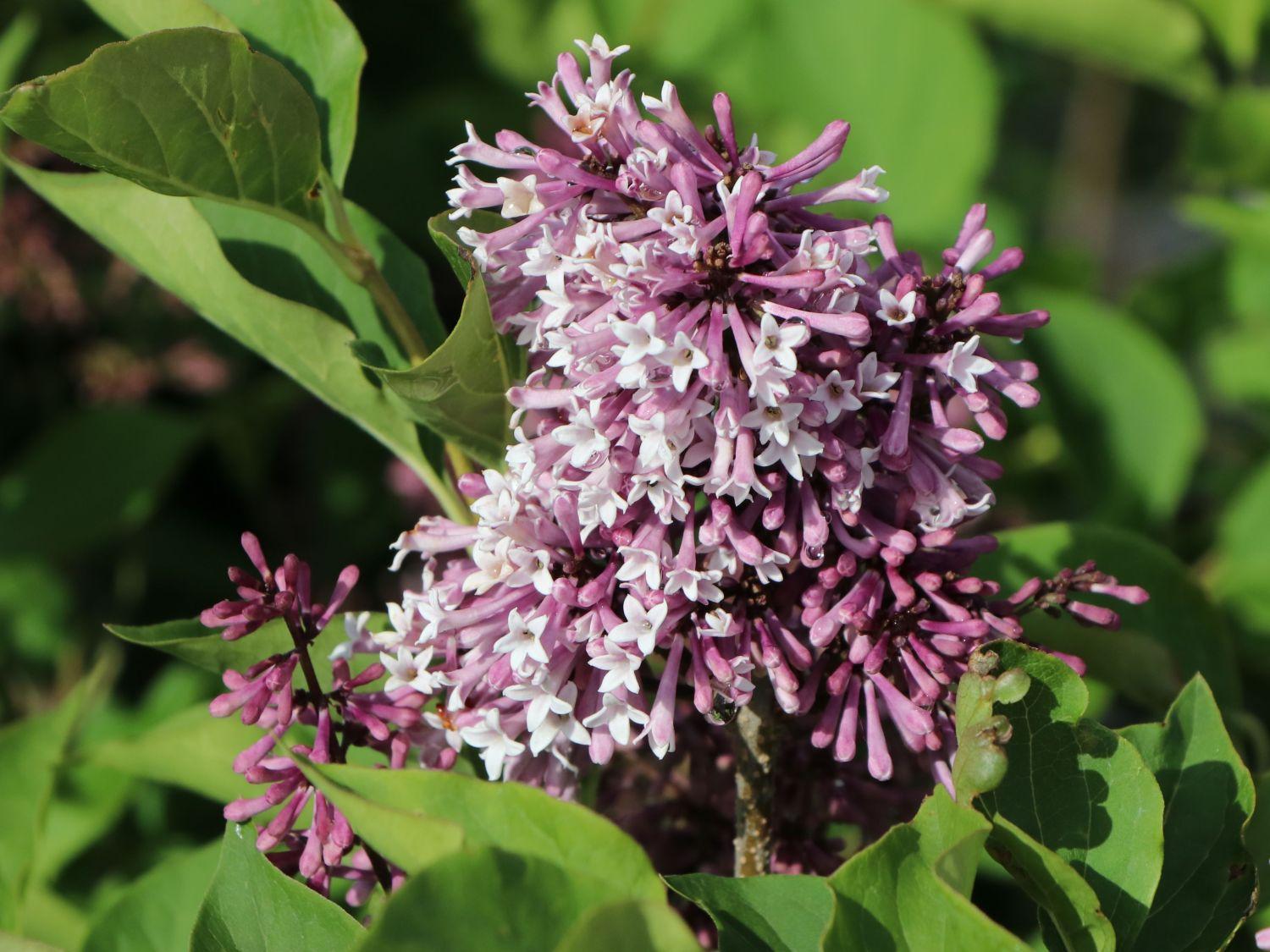 Syringa Patula Miss Kim - View 7 from www redcrocus com