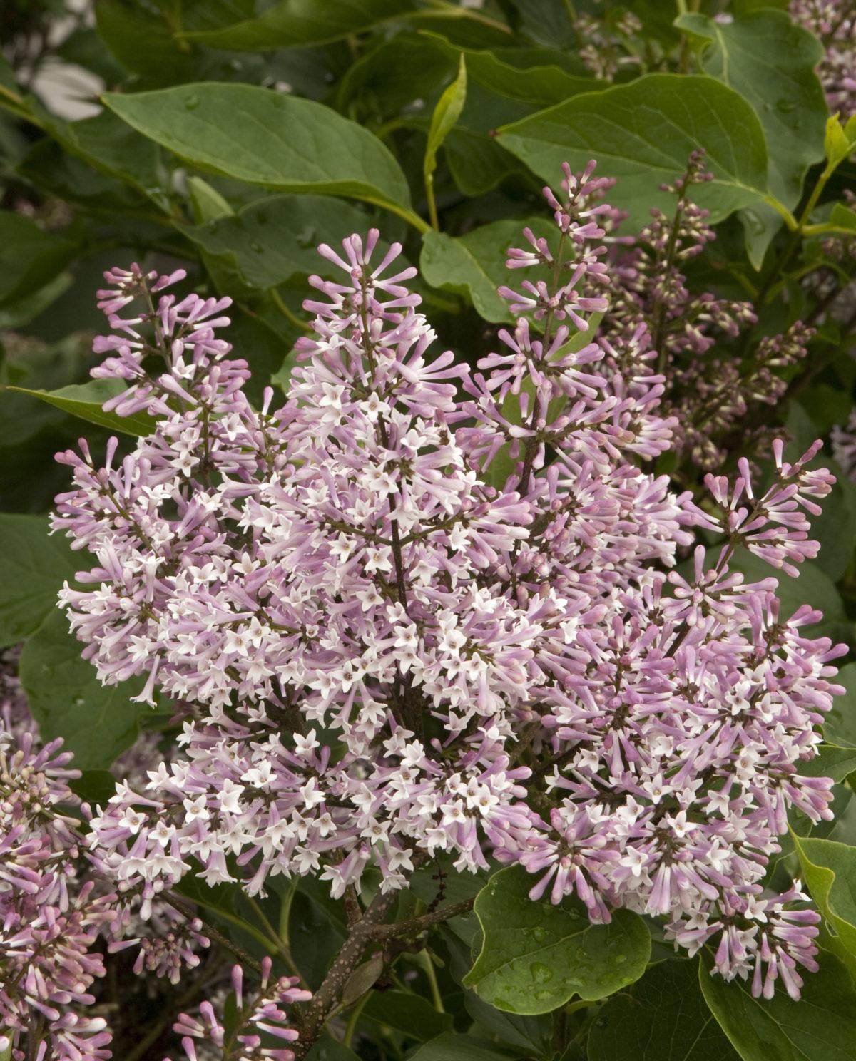 Syringa Patula Miss Kim - View 8 from www redcrocus com