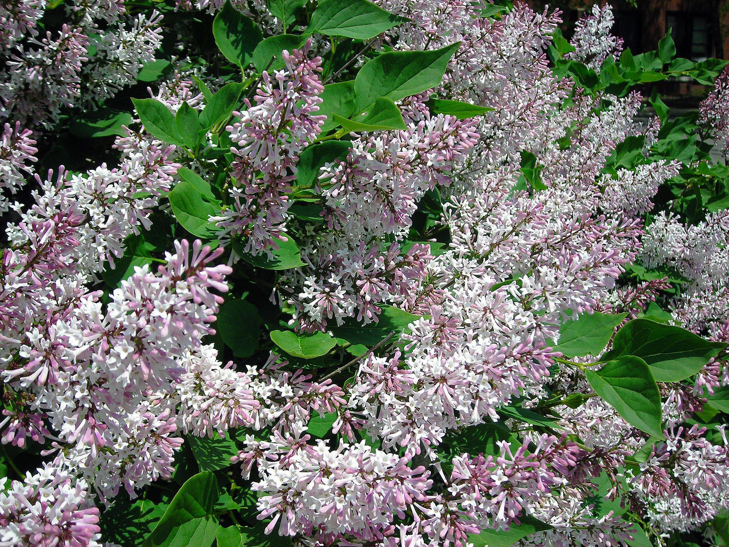 Syringa Patula Miss Kim - View 9 from www redcrocus com