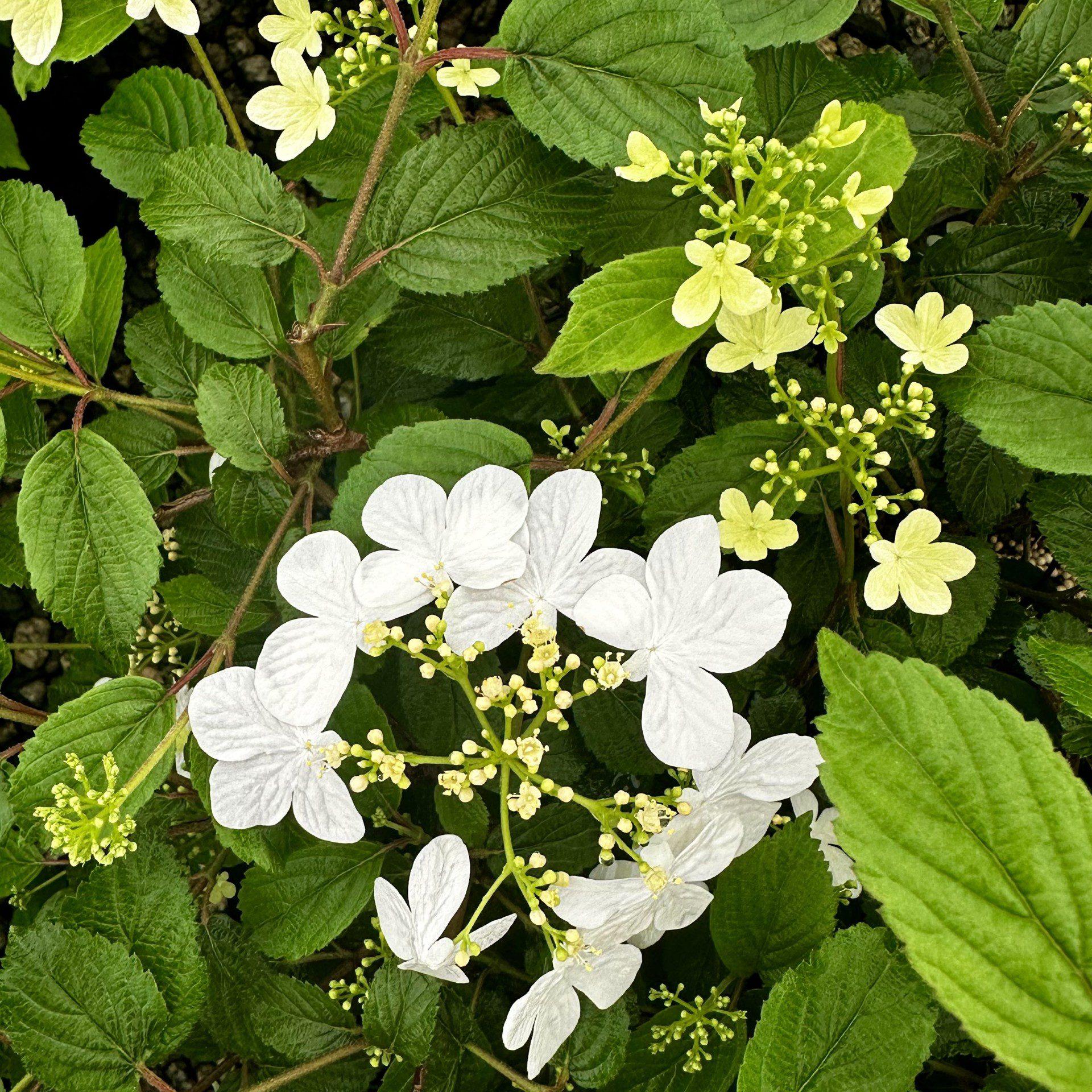 Viburnum Plicatum Var  Tomentosum Summer Snowflake - View 10 from www redcrocus com