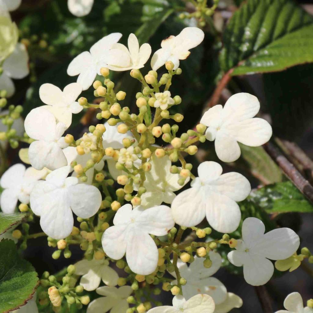 Viburnum Plicatum Var  Tomentosum Summer Snowflake - View 14 from www redcrocus com