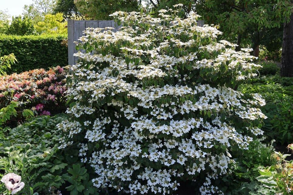 Viburnum Plicatum Var  Tomentosum Summer Snowflake - View 15 from www redcrocus com