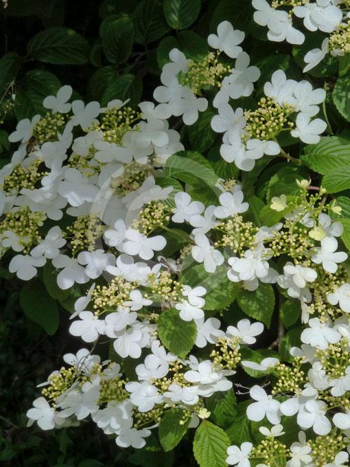 Viburnum Plicatum Var  Tomentosum Summer Snowflake - View 17 from www redcrocus com
