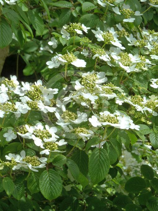 Viburnum Plicatum Var  Tomentosum Summer Snowflake - View 18 from www redcrocus com