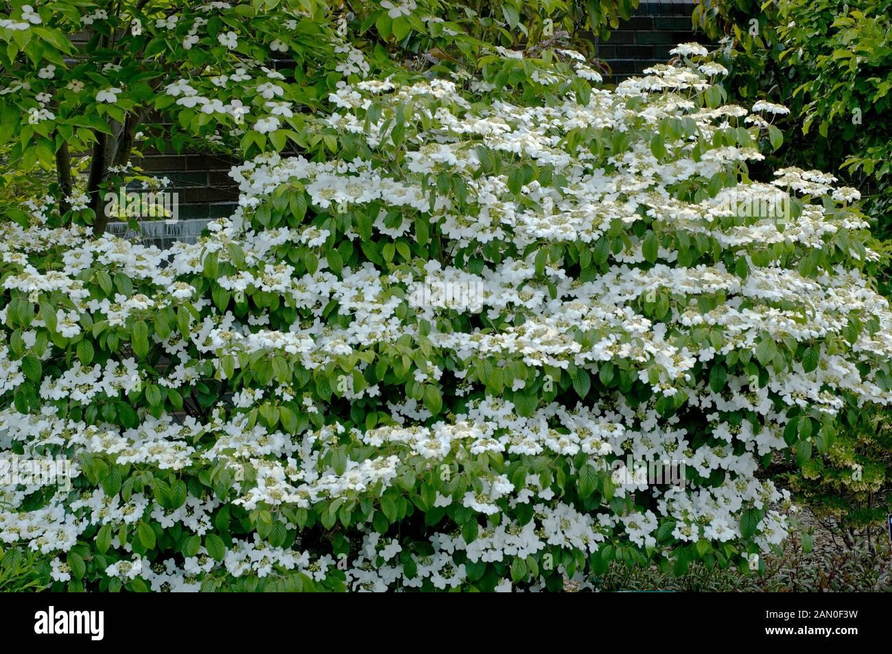 Viburnum Plicatum Var  Tomentosum Summer Snowflake - View 19 from www redcrocus com