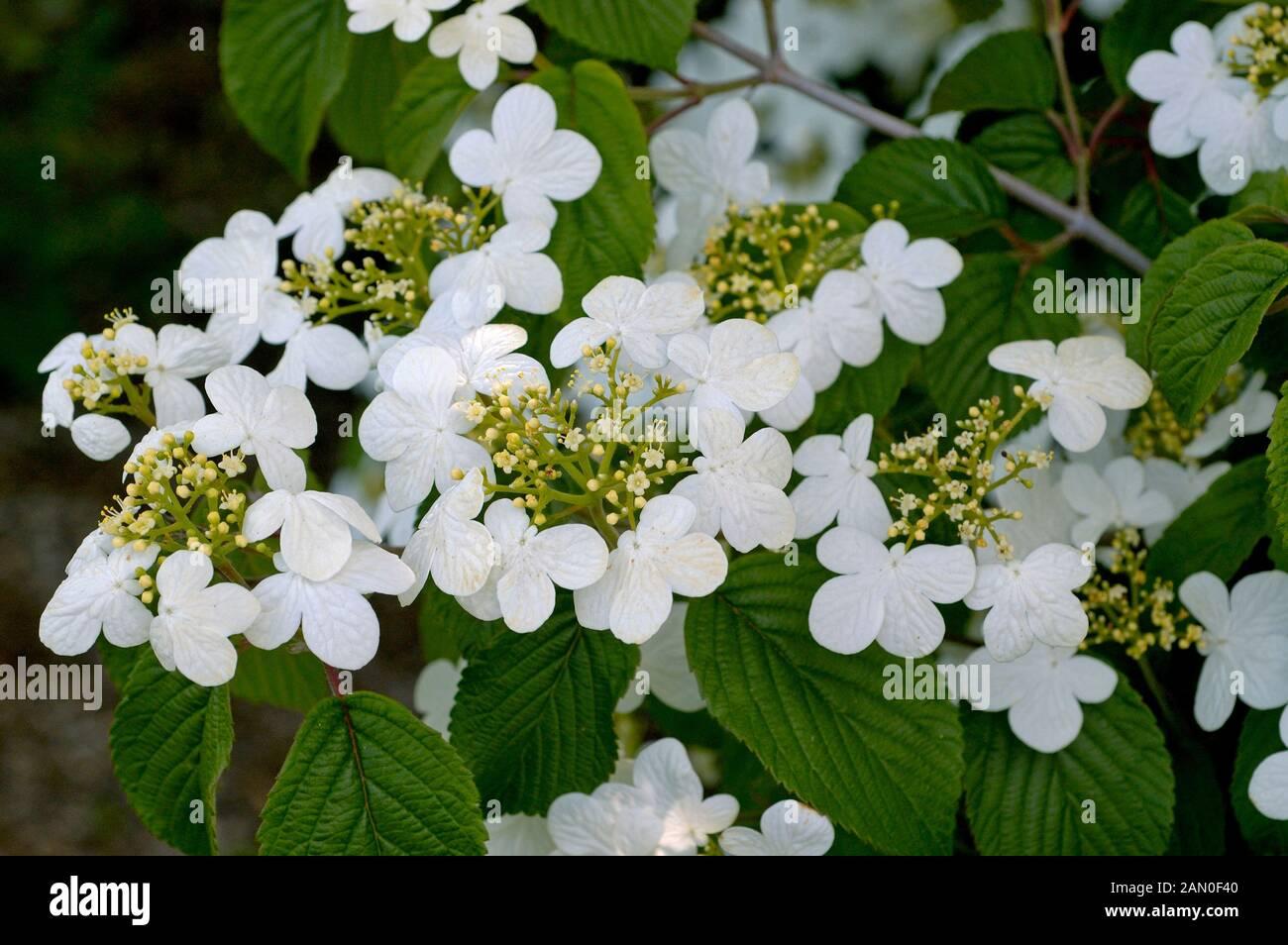 Viburnum Plicatum Var  Tomentosum Summer Snowflake - View 3 from www redcrocus com