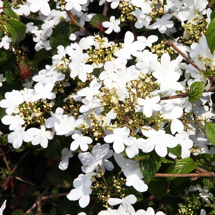 Viburnum Plicatum Var  Tomentosum Summer Snowflake - View 4 from www redcrocus com