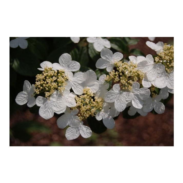 Viburnum Plicatum Var  Tomentosum Summer Snowflake - View 9 from www redcrocus com