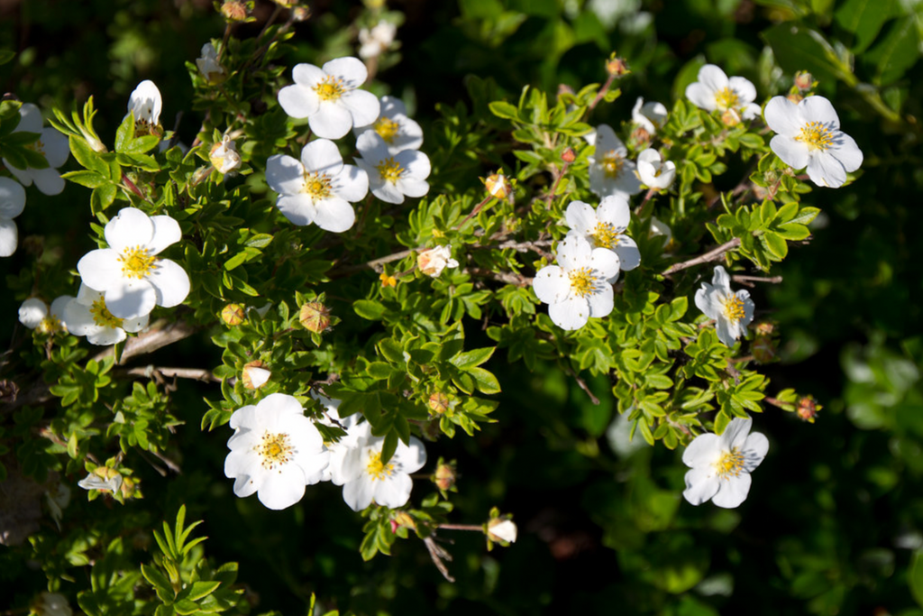 Potentilla Fruticosa Abbottswood - View 10 from www redcrocus com