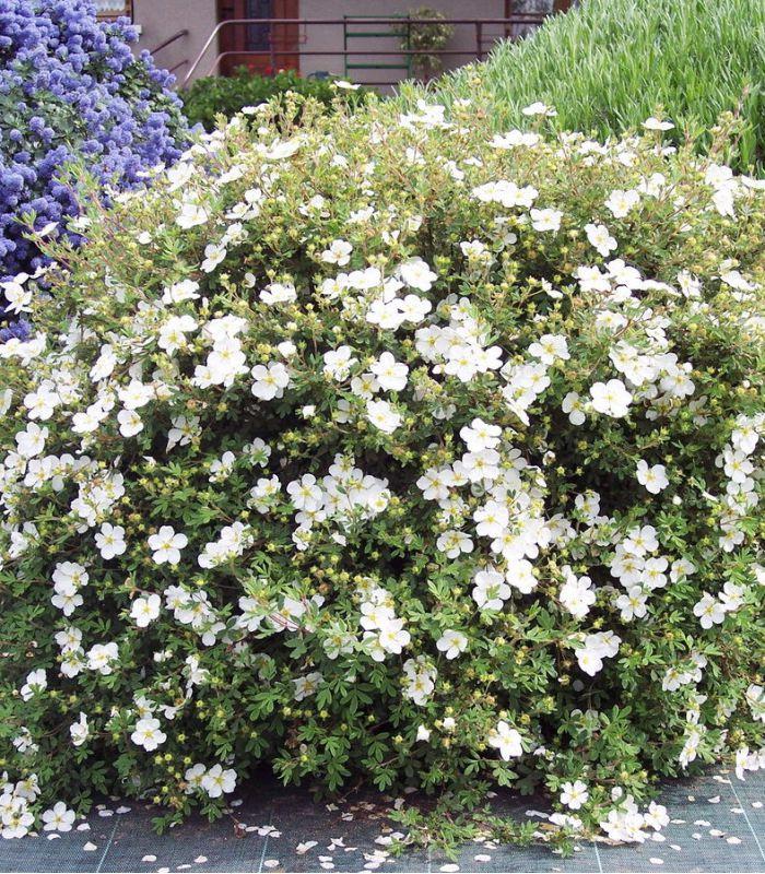 Potentilla Fruticosa Abbottswood - View 11 from www redcrocus com