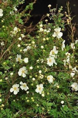 Potentilla Fruticosa Abbottswood - View 13 from www redcrocus com