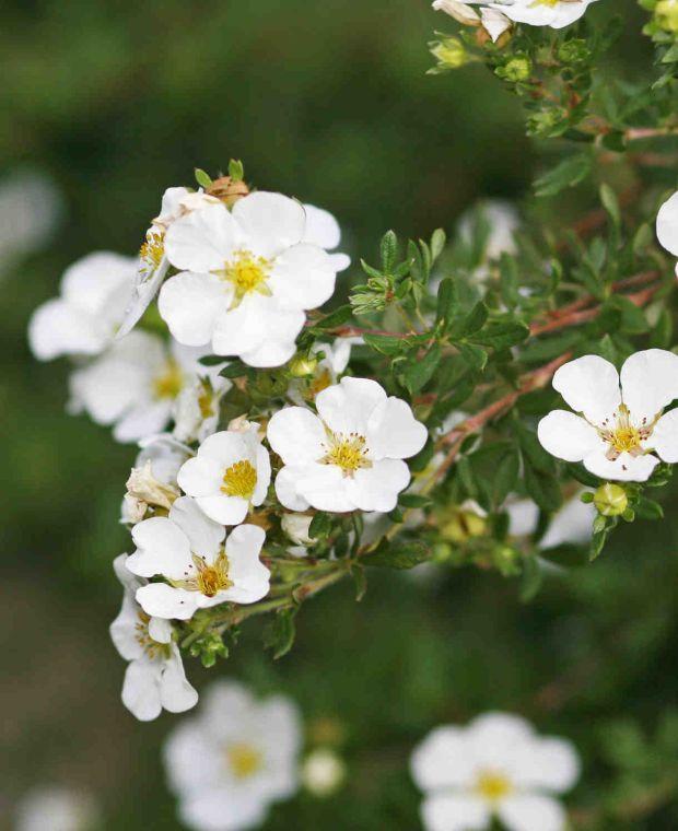 Potentilla Fruticosa Abbottswood - View 14 from www redcrocus com