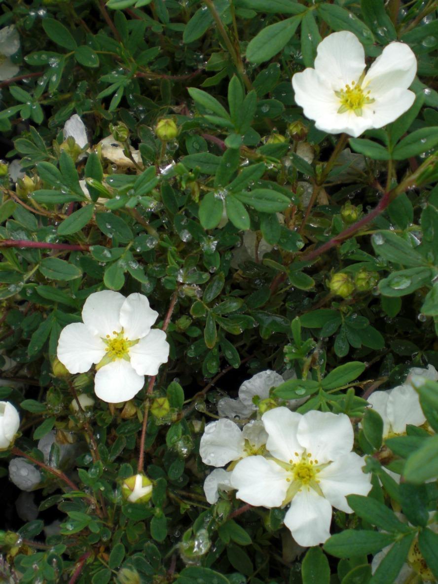 Potentilla Fruticosa Abbottswood - View 15 from www redcrocus com