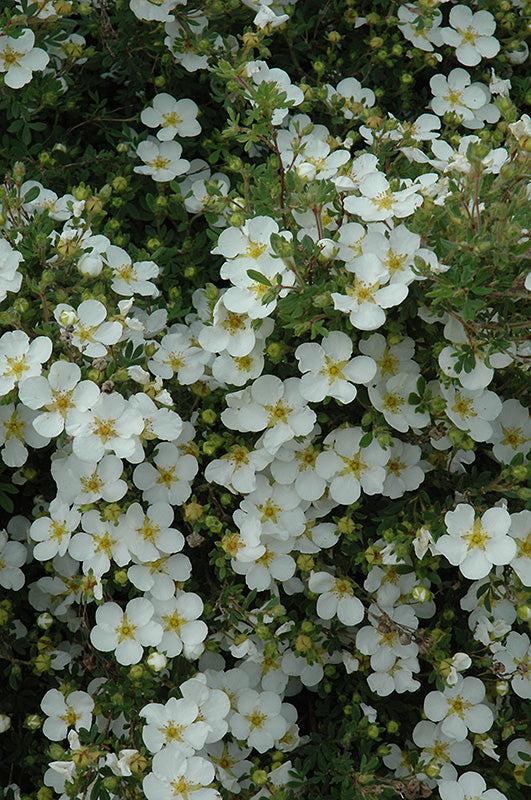 Potentilla Fruticosa Abbottswood - View 16 from www redcrocus com