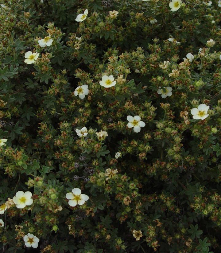 Potentilla Fruticosa Abbottswood - View 17 from www redcrocus com