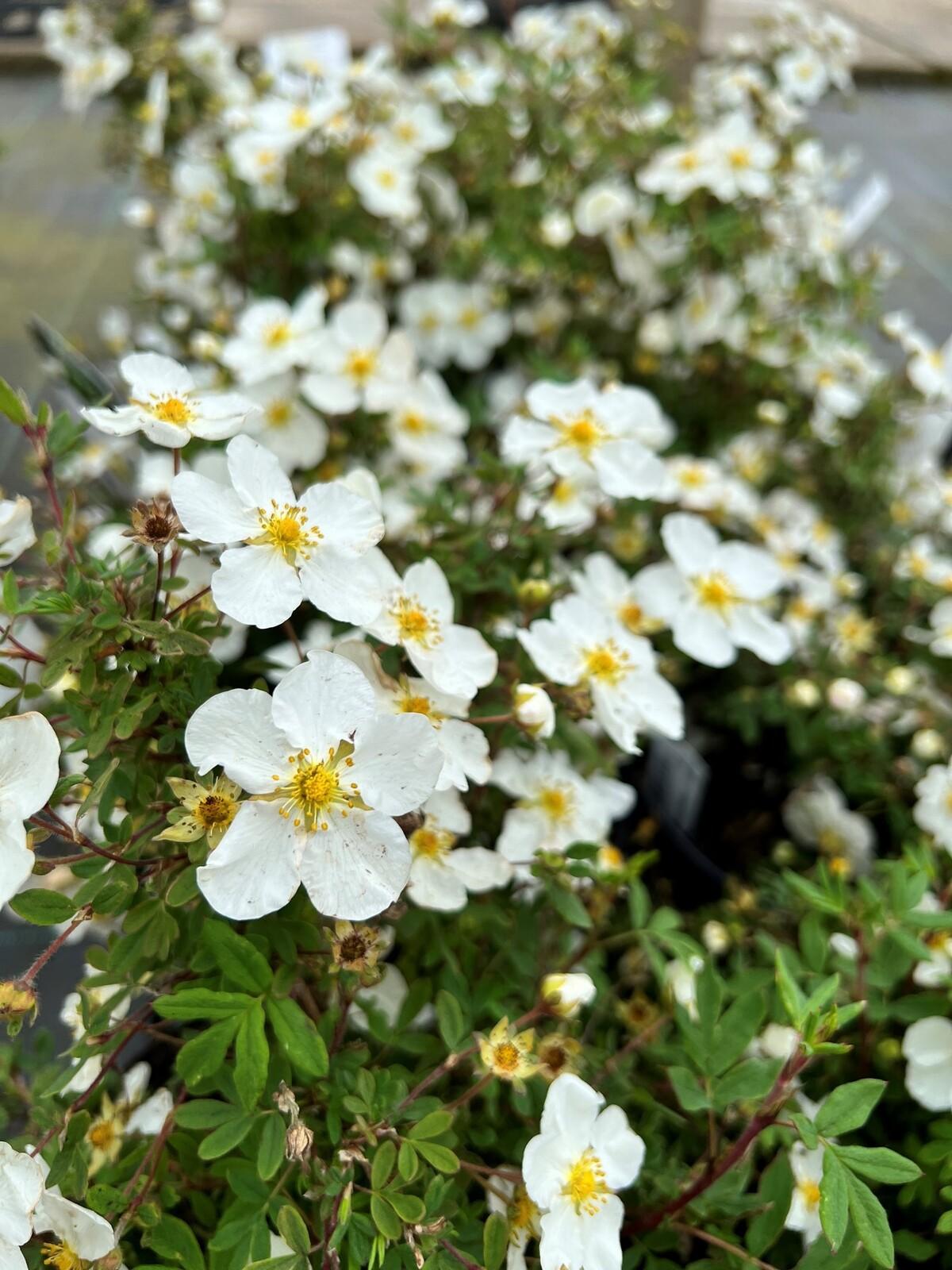 Potentilla Fruticosa Abbottswood - View 18 from www redcrocus com