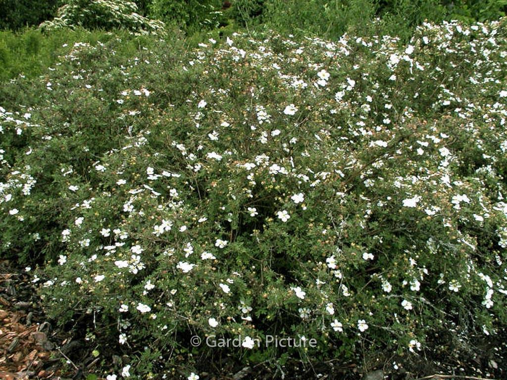 Potentilla Fruticosa Abbottswood - View 19 from www redcrocus com