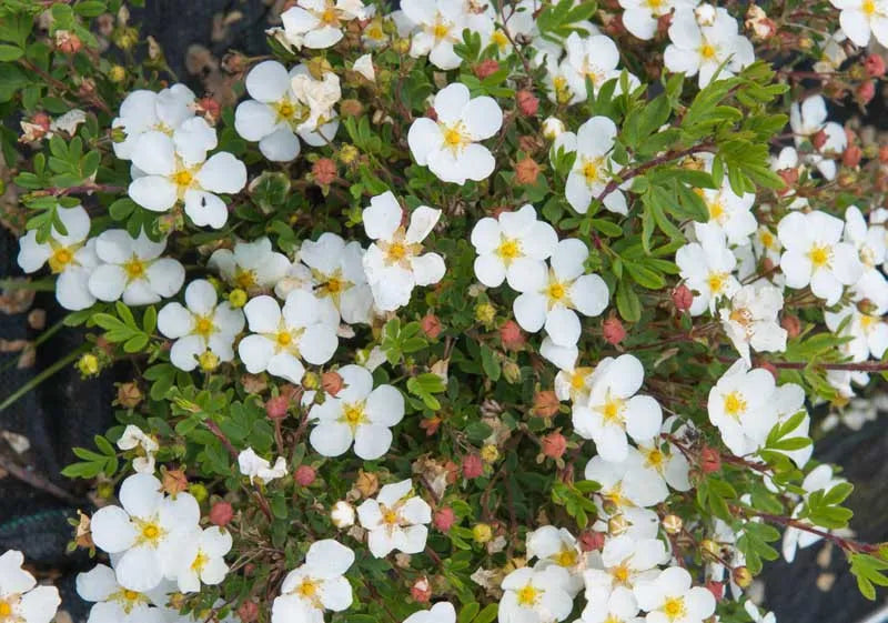 Potentilla Fruticosa Abbottswood - View 1 from www redcrocus com
