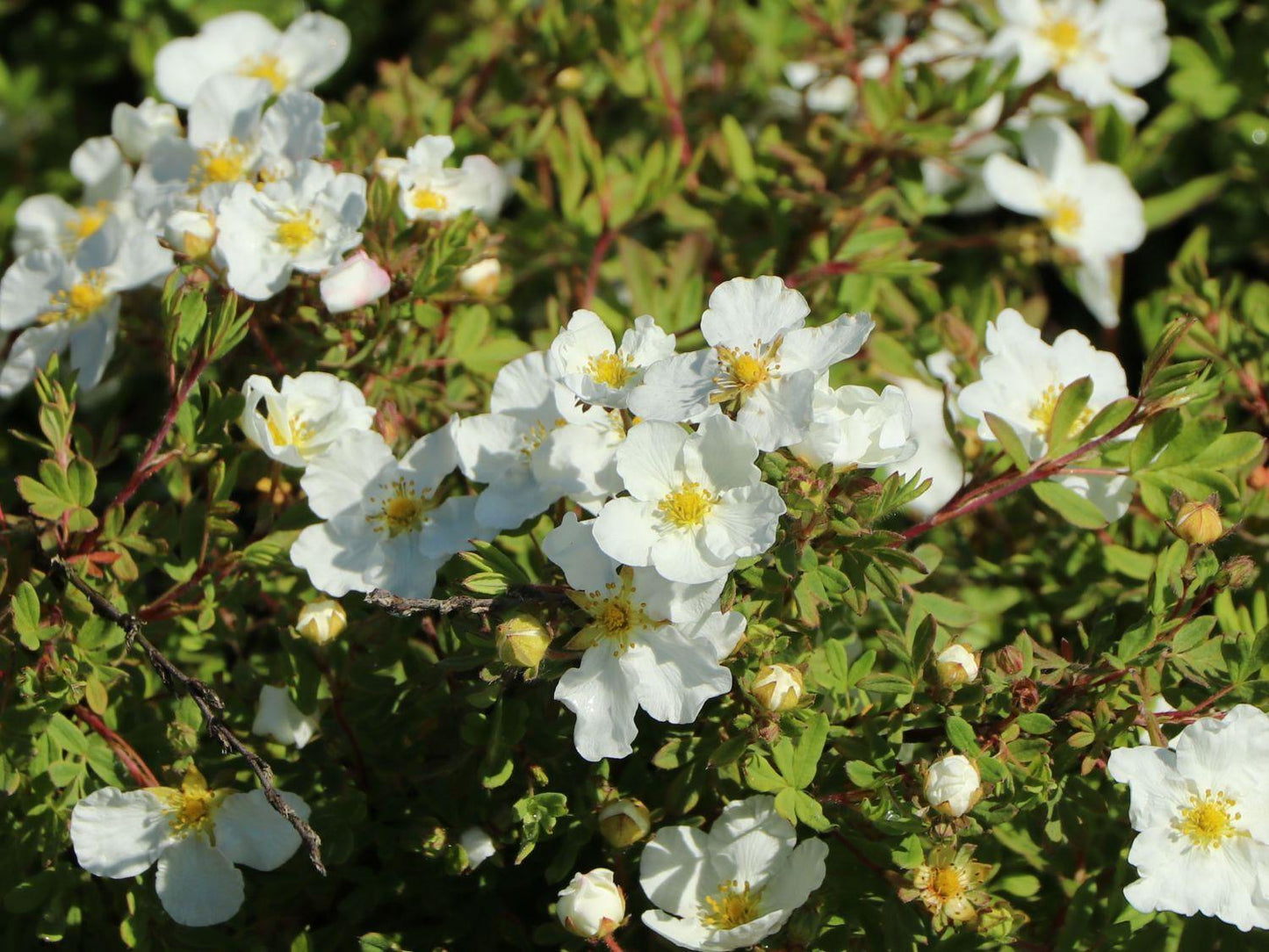 Potentilla Fruticosa Abbottswood - View 2 from www redcrocus com