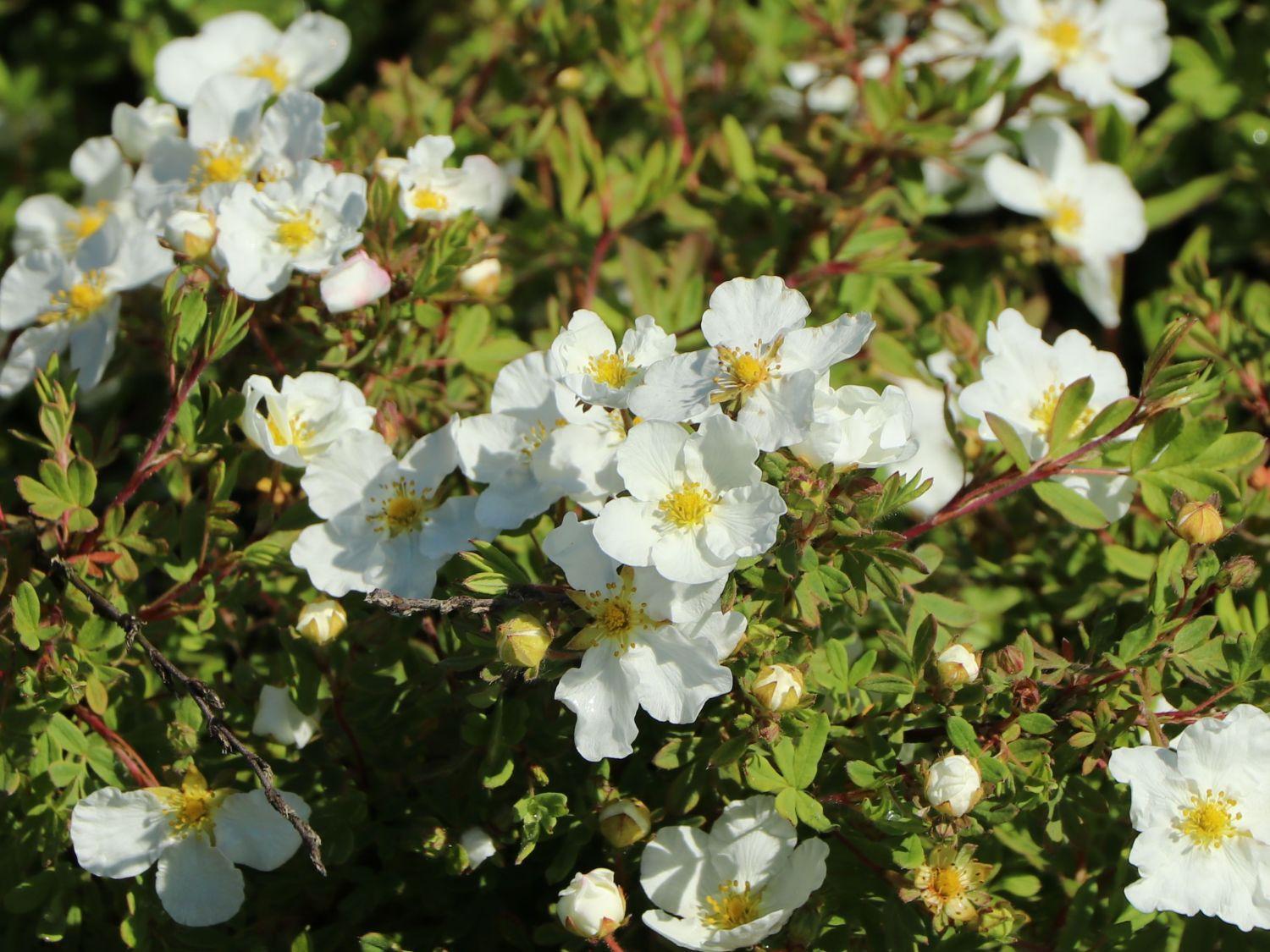 Potentilla Fruticosa Abbottswood - View 2 from www redcrocus com