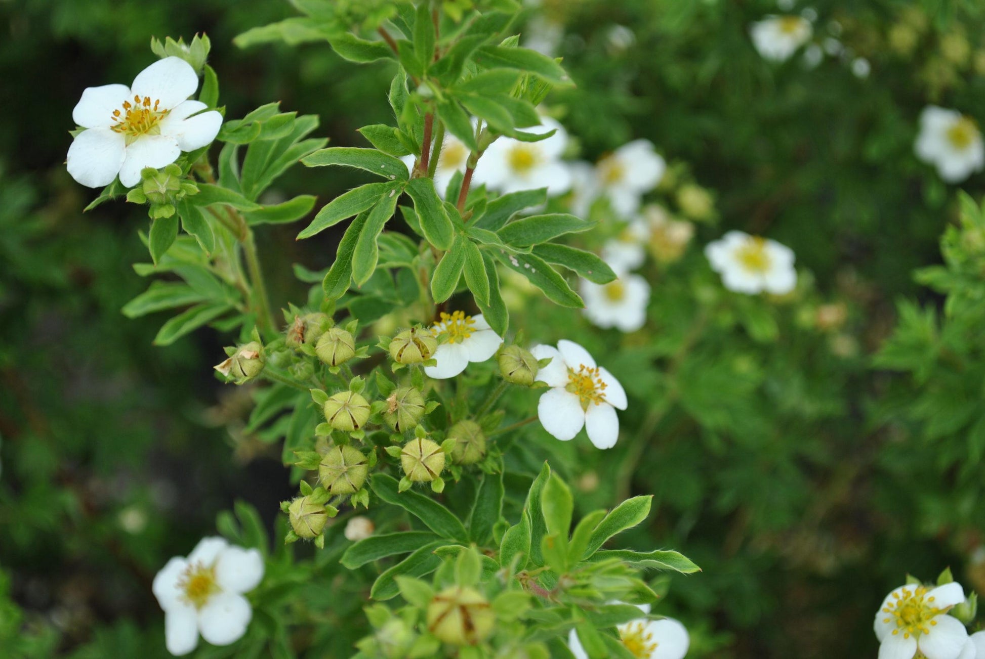 Potentilla Fruticosa Abbottswood - View 4 from www redcrocus com