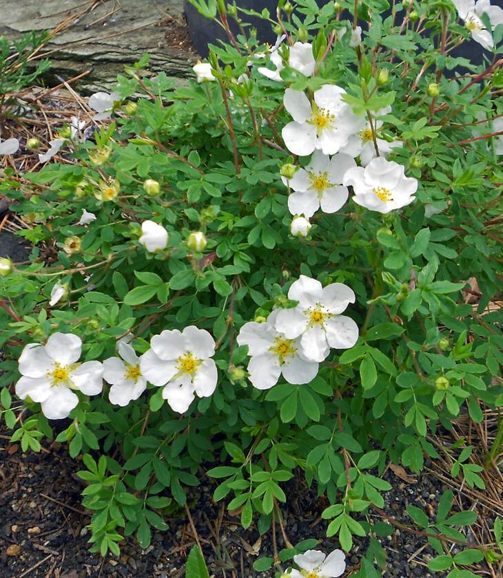 Potentilla Fruticosa Abbottswood - View 5 from www redcrocus com
